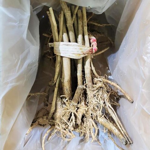 참두릅 묘목으로 시작하는 풍요로운 정원 가꾸기