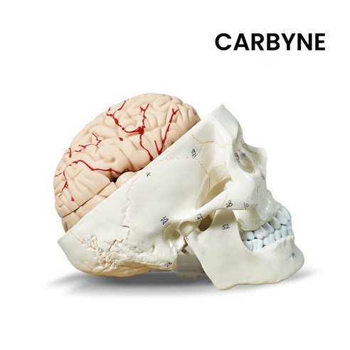 카르빈 뇌 모형 두개골 해부