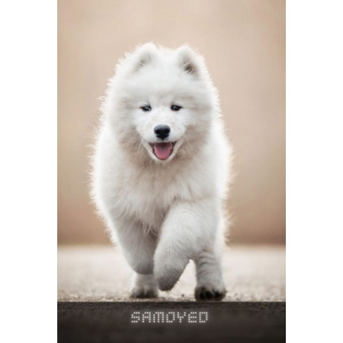 (영문도서) Samoyed: Complete breed guide Paperback, Independently Published, English, 9798547669996