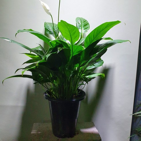 싱그러운 삶을 불어넣는 숨결, 스파트필름