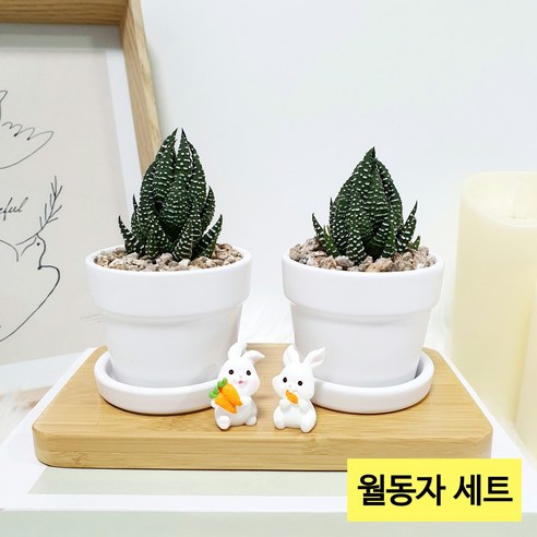 독특한 우드다이 생선뼈선인장 세트로 실내 공간에 생기를 불어넣으세요