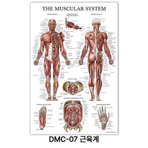 NEW 근육 해부학 포스터, DMC-07 근육계