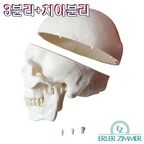 해부학 학습의 효율을 높이는 ERLER ZIMMER SKULL 두개골 모형