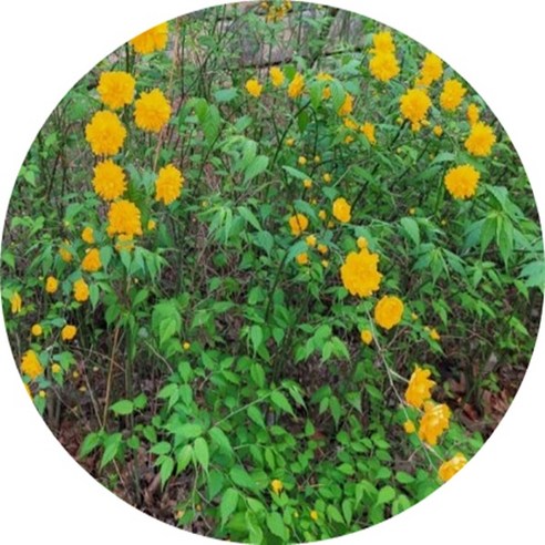 내 손으로 만드는 싱그러운 정원, 황매화/죽단화/죽도화 묘목 세트