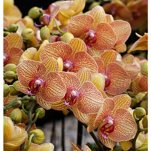 보라색, 흰색, 노란색 호접란 씨앗 20개