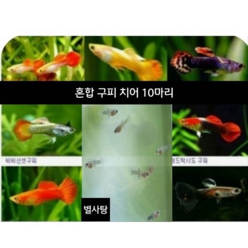 혼합 구피 치어의 매력과 기르기 열대어구피