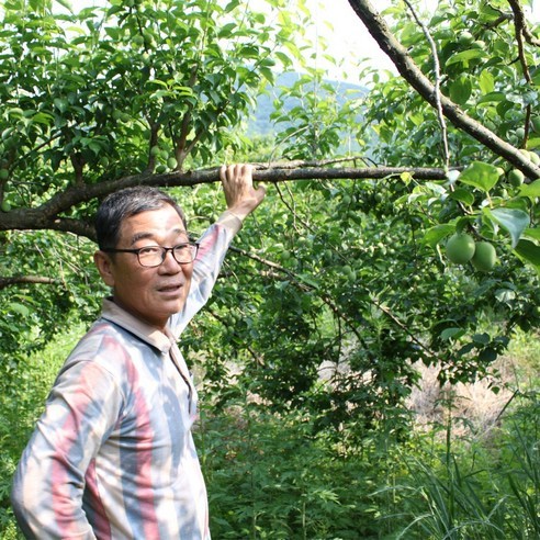 품질 좋은 남도 황매실 홍매실, 청매실 10kg 상(4번과), 1박스