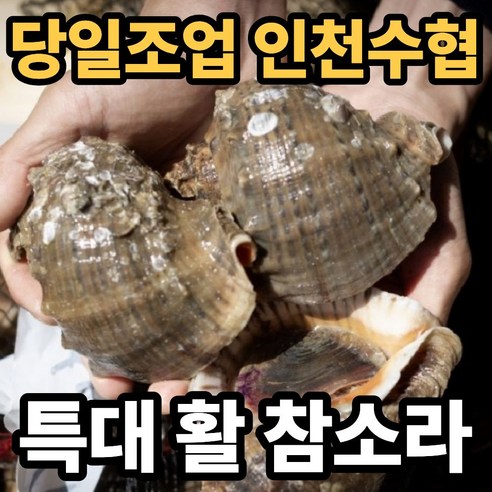 [인천수협] 자연산 생물 참소라 (1kg 4~8미)