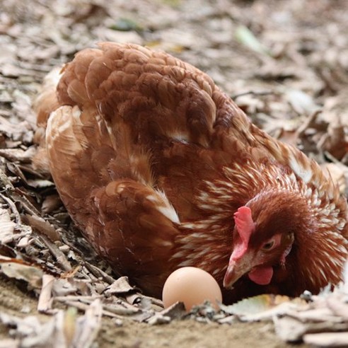 동물복지를 고려한 자유방목 사육환경에서 생산된 무항생제 달걀