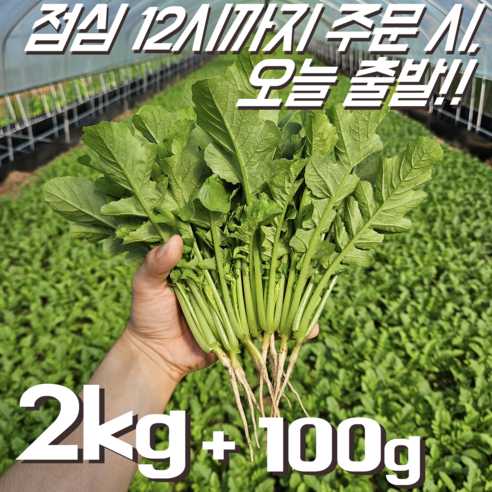 [꿀야채 어린열무] 물 좋은 철원 산지직송 어린열무, 1개, 어린열무 8kg