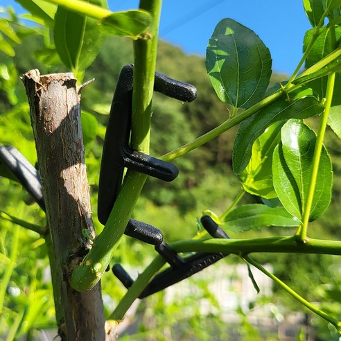 E클립으로 과수 수형 관리의 효율성을 극대화하고 풍성한 수확을 경험하세요.