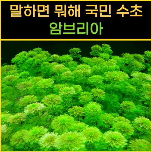 생명 가득한 수조를 위한 완벽한 수초