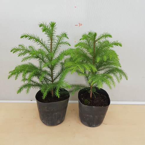 겨울 정원의 낭만, 눈꽃송이 아라우카리아와 함께하는 특별한 선물 아라우카리아