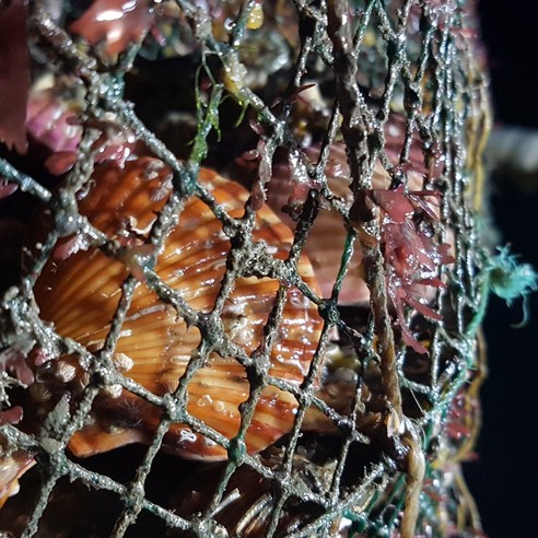 신선하고 합리적인 가격의 고성 홍가리비