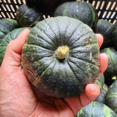 제주 미니 단호박 밤호박 보우깡 4.5kg 소과 (15-30과) 해남단호박 제주 미니 단호박 밤호박 보우깡 4.5kg 소과 (15-30과) 해남단호박