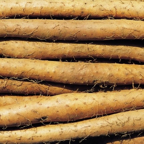 대자연의 선물, 안동 명품 참마로 건강을 빚다