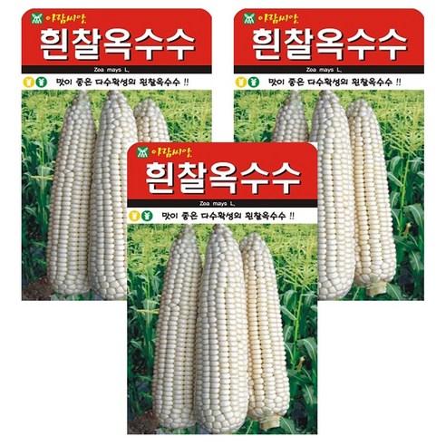 흰찰옥수수 3개입 씨앗 옥수수씨 잡곡