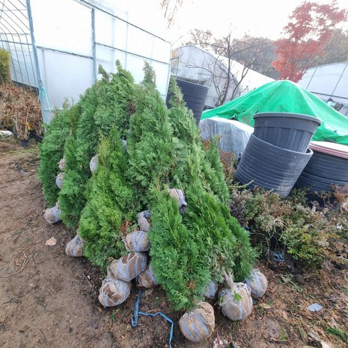 정원에 생기를 불어넣는 에메랄드그린