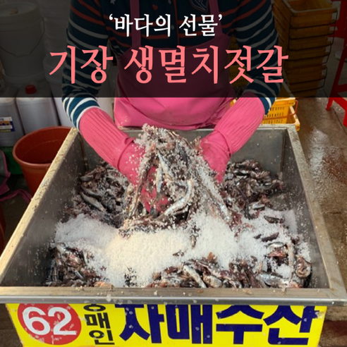 봄멸치 김장용 기장멸치 생멸치소금간, 15kg, 1개