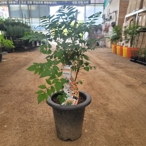 온화한 여름날의 매혹적인 선율, 써머재즈파이어트럼펫