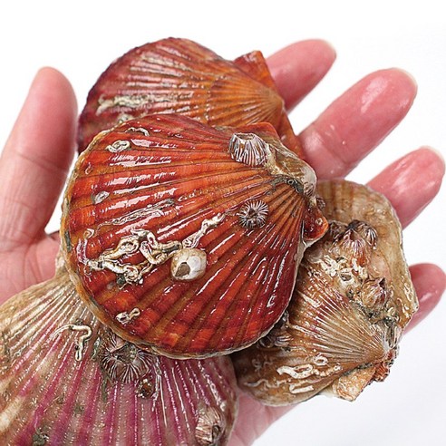 신선함 가득한 통영 제철 홍가리비