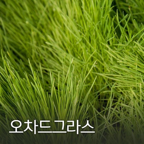 코리아팜 오차드 그라스1kg, 1개