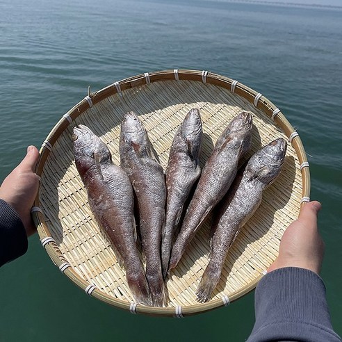 고급 손질 민어굴비 10미(중) 20-25cm 제수용 굴비 선물용 고급생선 민어, 고급손질 민어굴비 10미(중), 1개