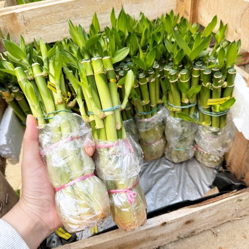 삭막한 내 방에 생기를! 청년농부 개운죽으로 싱그러운 변화를 🌿 개운죽