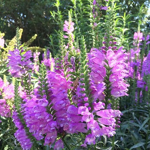 [모야모 꽃씨] 꽃범의꼬리 씨앗 2색상 선택구매, 화이트 20립, 1봉