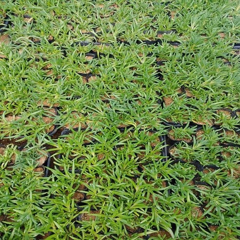 전국 어디서나 키우기에 적합한 아름다운 송엽국