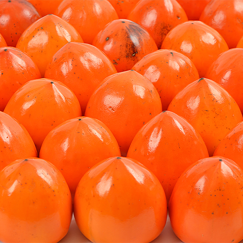 [산지에서바로] 고당도 대봉감 대봉 홍시 대봉시, 실속형 대봉감 중과 5kg (18-20과)
