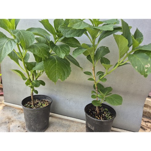 시들지 않는 아름다움, 장미수국으로 당신의 공간에 생기를 더하세요.