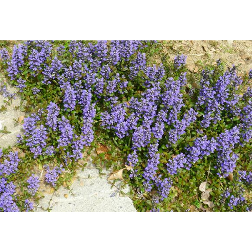 애기아주가: 지친 일상에 활력을 더하는 푸른 마법