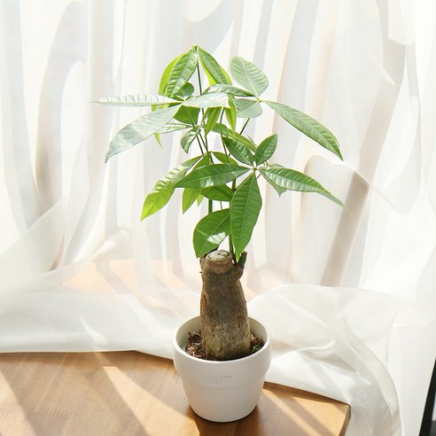 갑조네 파키라 소품으로 행운과 싱그러움을 집안에 들여놓으세요.