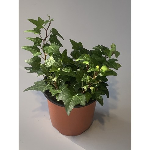 공기정화의 오아시스: 사랑스럽고 관리하기 쉬운 미니아이비