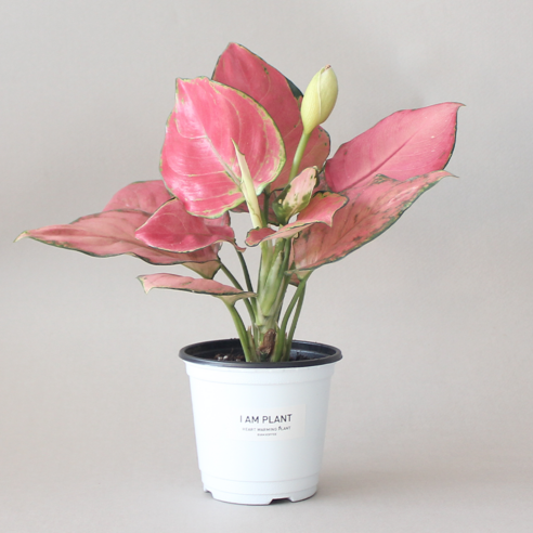 싱그러운 숨결을 불어넣다: 아글라오네마 엔젤, 당신의 공간에 찾아온 작은 기적 아글라오네마