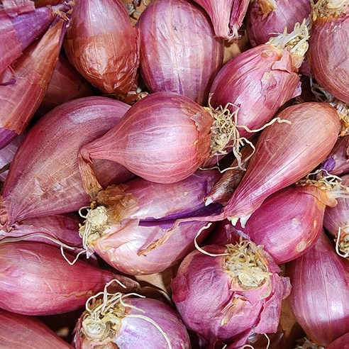 튼튼한 쪽파 종근으로 풍성한 텃밭을 가꾸세요.