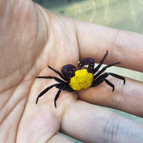 엘로우 레몬 뱀파이어 크랩 1~2cm, 1개
