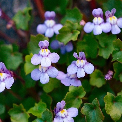 모야모 덩굴해란초: 정원에 화려함과 우아함을 더하다