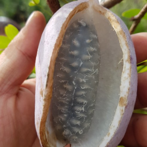 충주원예조경의 슈퍼으름나무 으름