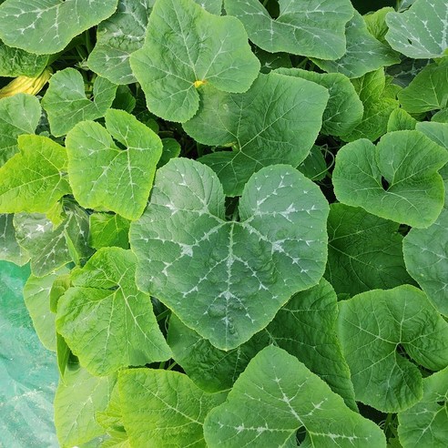 부드러운 하우스 호박잎 1kg 2kg(순차발송), 1개