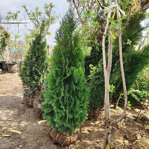 충주원예조경의 에메랄드그린으로 정원의 아름다움을 더하세요 에메랄드그린