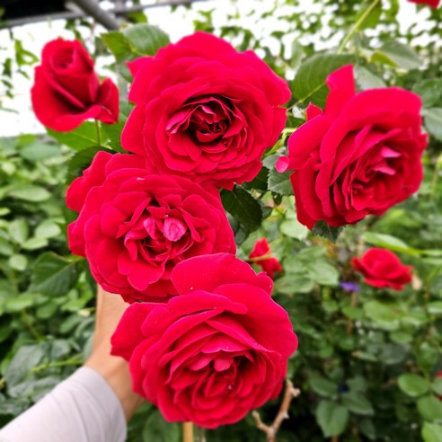 당신의 정원을 로맨틱하게 물들일, 덩굴장미 ‘안젤라’ 장미묘목