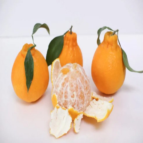 달콤함으로 잃어버린 활력을 되찾아줄 천상의 맛, 고당도 한라봉