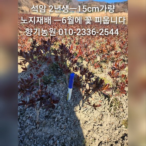 베란다에 싱그러운 초록빛을 더하다, 2년생 철쭉 묘목 석암 품종