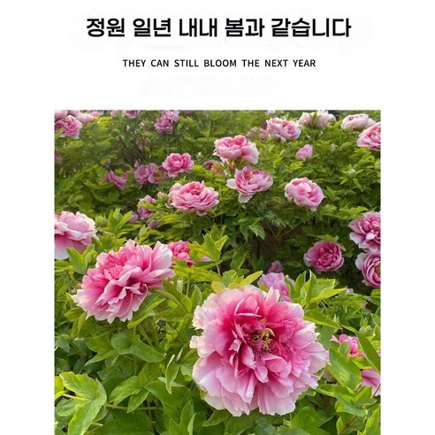 모란 씨앗 심어, 정원의 여왕을 당신의 손으로 피워내세요.