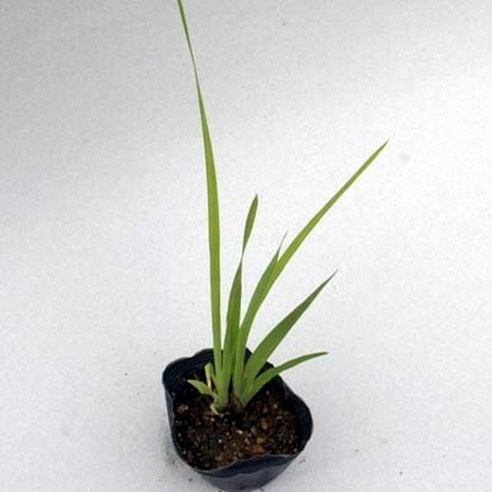 서경농원 붓꽃 모종으로 삭막한 일상에 꽃피는 행복을!