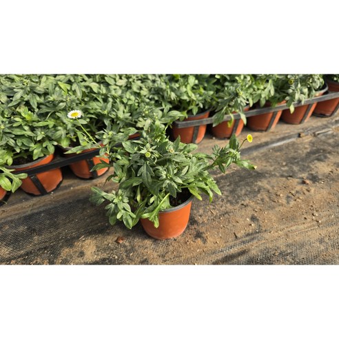 손바닥 위에 피어나는 순수한 아름다움, 원평소국