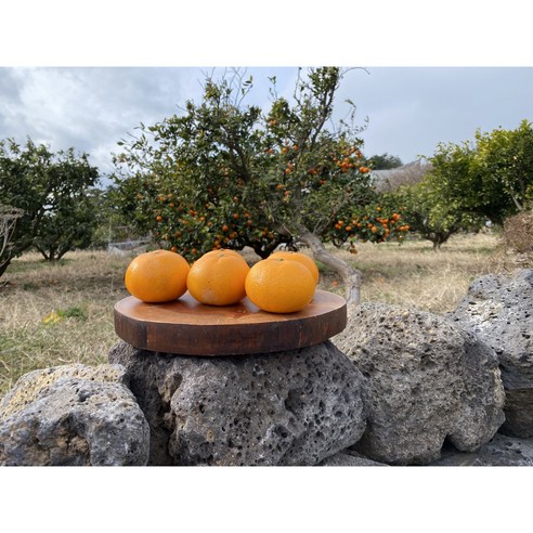 제주의 햇살을 담은 달콤한 행복, 농장 직송 천혜향