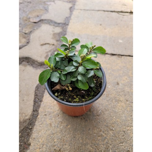 핑크꽃 수련목 소품 10-25cm 1개